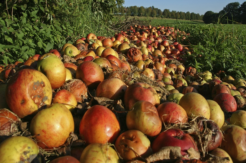 The importance of food waste reduction in the framework of UN Sustainable Development Goals